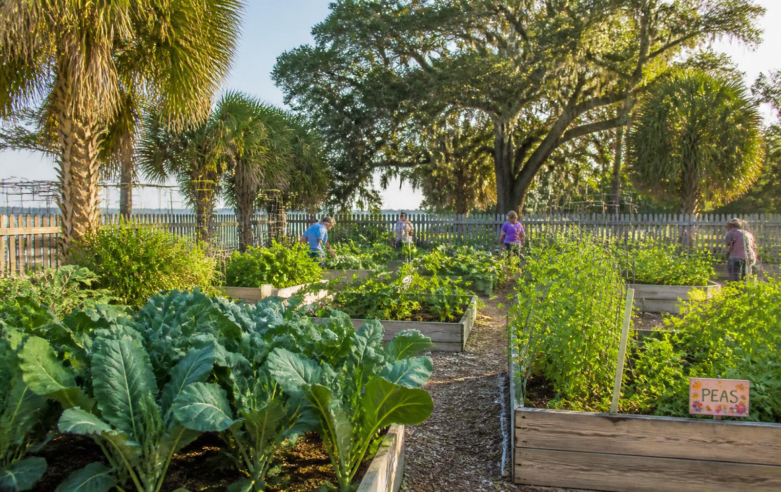 Raised vegetable beds in a sunny community garden
